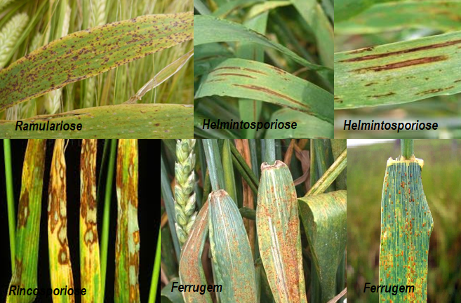 Reconhecimento de sintomas de doenças provocadas por fungos em cevada
